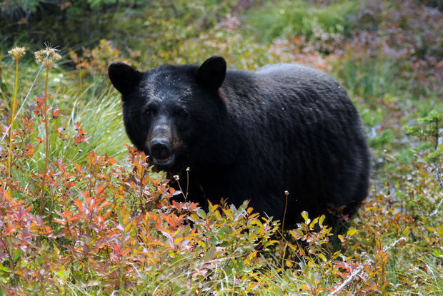 Black bear